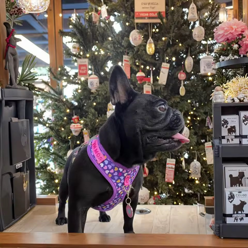 ‘26 summer Tailchic harness