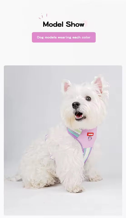 Teddy B harness