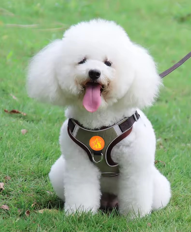 Basic harness