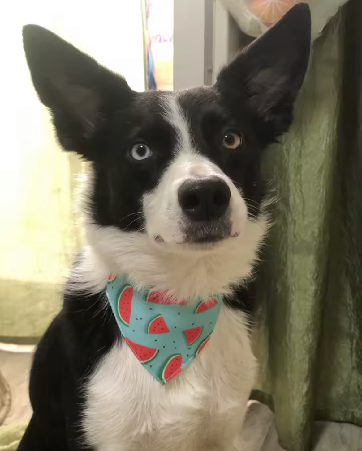 Watermelon