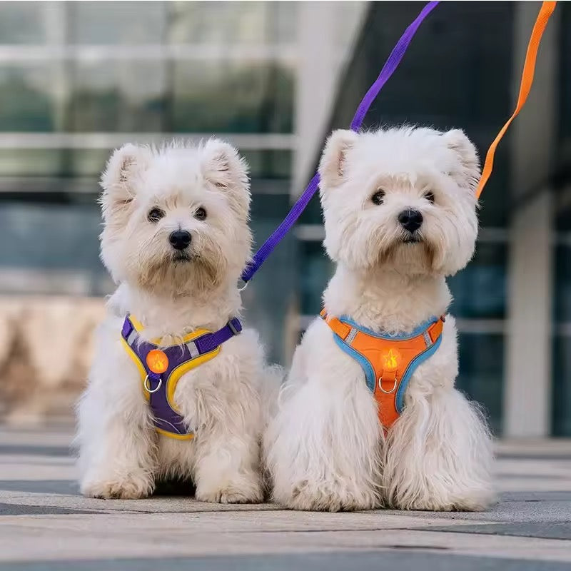 Basic harness