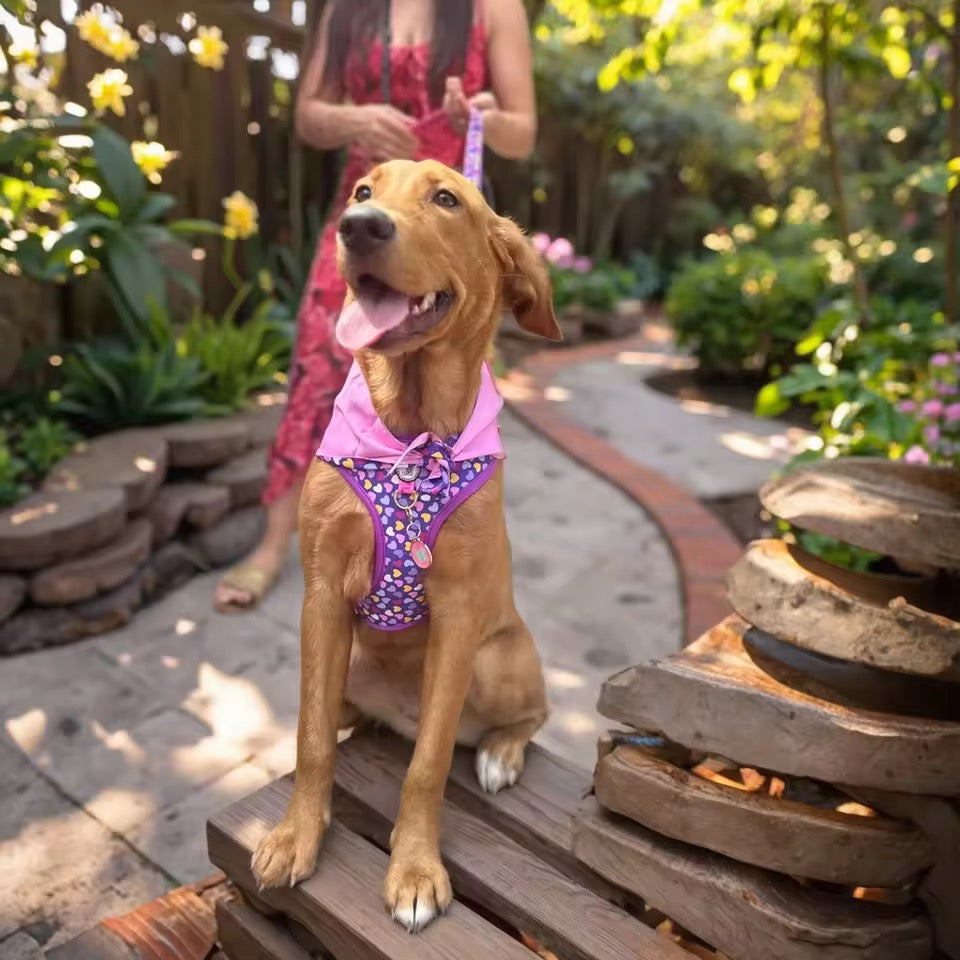 ‘26 summer Tailchic harness