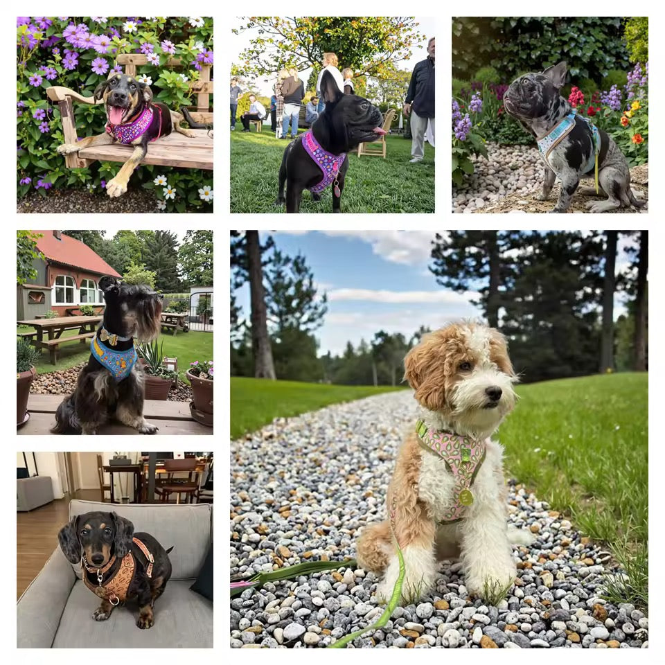 ‘26 summer Tailchic harness