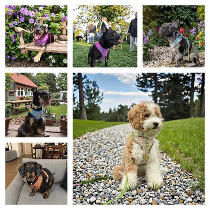 ‘26 summer Tailchic harness