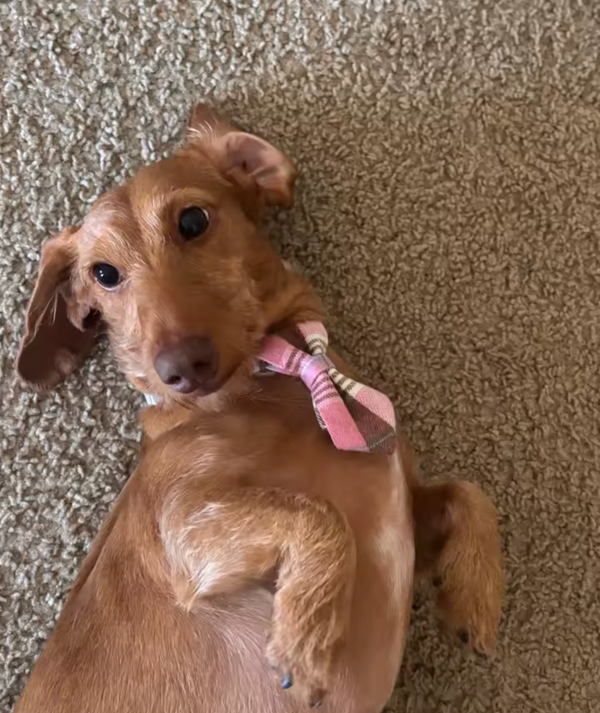 Pink tie