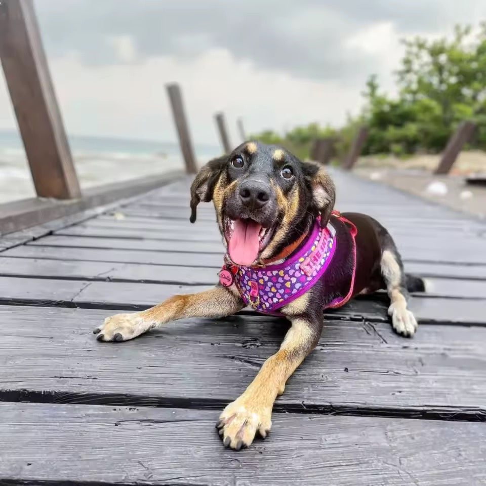 ‘26 summer Tailchic harness