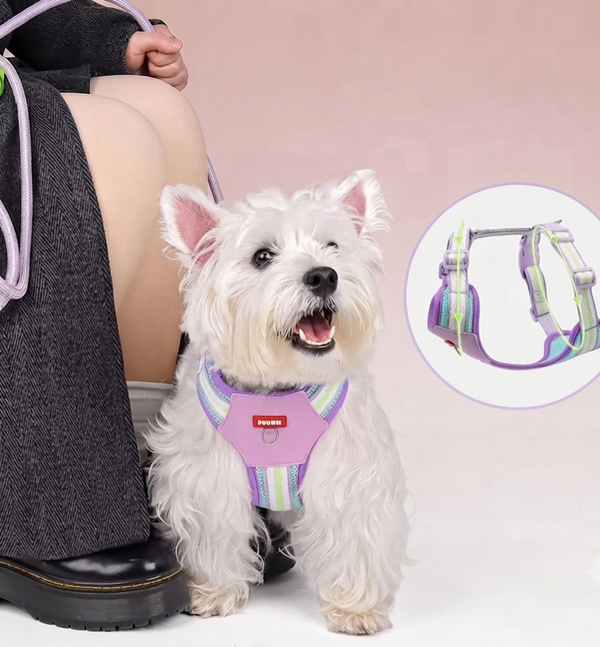 Teddy B harness