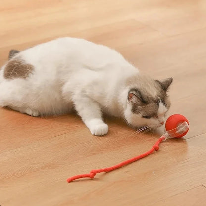 Kitty motion orb