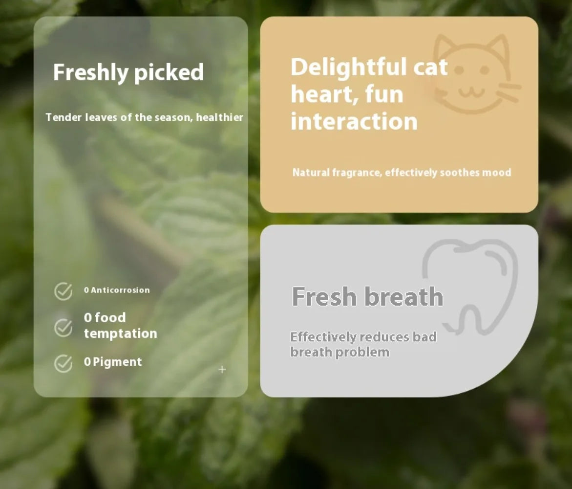 Catnip Ball  Doll Toy with Bell